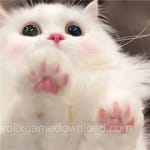 Avatar of Sadaf Javed